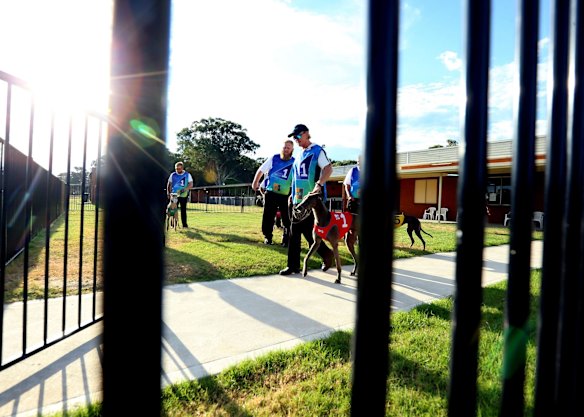 A Greyhound race meeting at Richmond on March 9, 2016 in Sydney, Australia. 