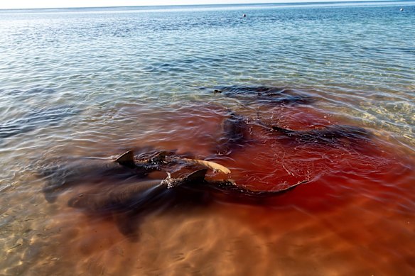 Sharkes feeding on the blood and shell of a turtle.