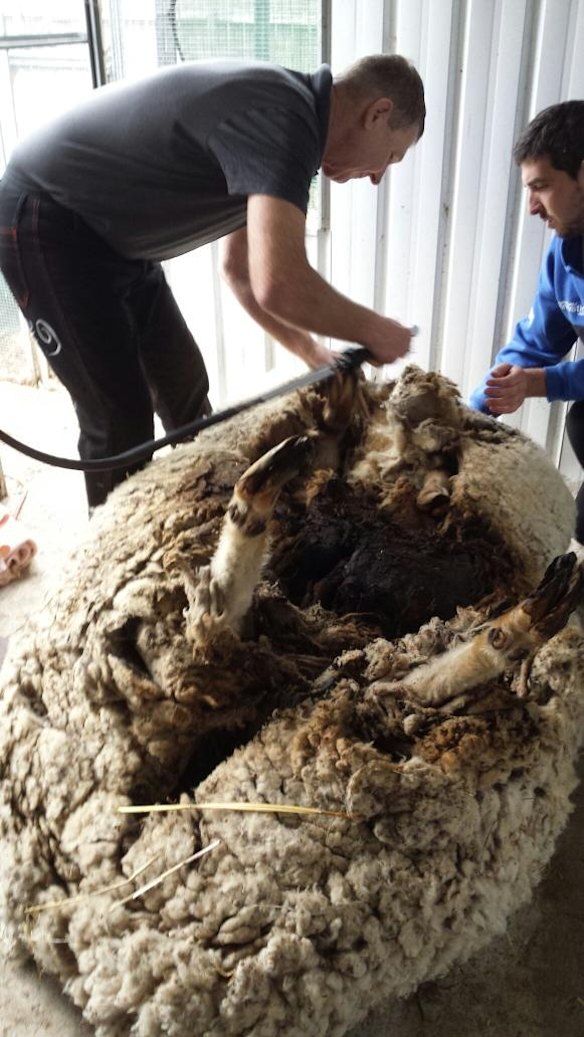 Shearing of the Canberra sheep.