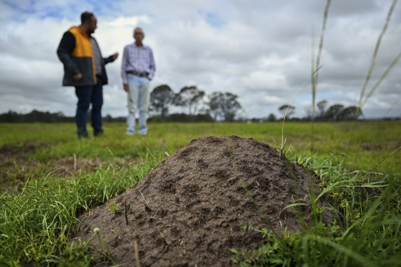  Fire ants mound in a horse paddock in Waterford, south of Brisbane, in October 2024.