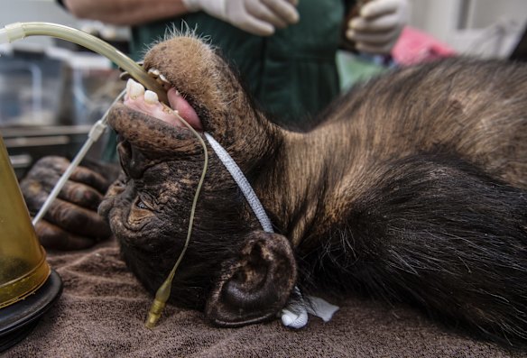 6-year-old chimpanzee Fumo undergoes a health check at the Taronga Wildlife Hospital, Taronga Zoo. 
