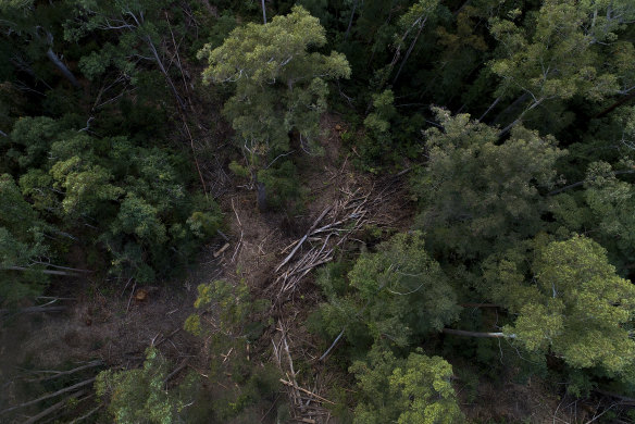 A drone image showing pockets of logged woodland within the Lower Bucca State Forest.