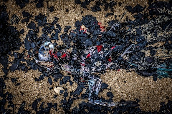 Possibly a Crimson Rosella.