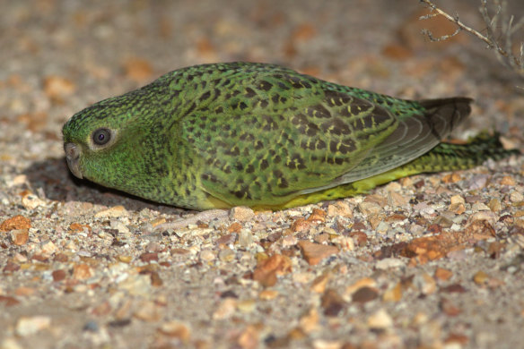 A photograph of the elusive night parrot, located in a remote region of Western Australia.