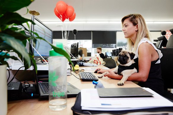 Spotlight: Dogs in the office