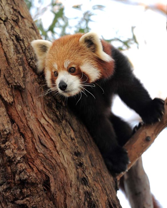 Red pandas rug up