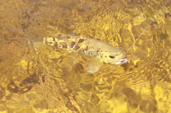 Dry fly fishing for feisty mountain trout is great fun at the height of summer. 