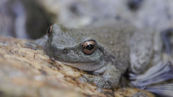 Critically endangered in NSW, the spotted tree frog is seen in the Kosciuszko National Park. 