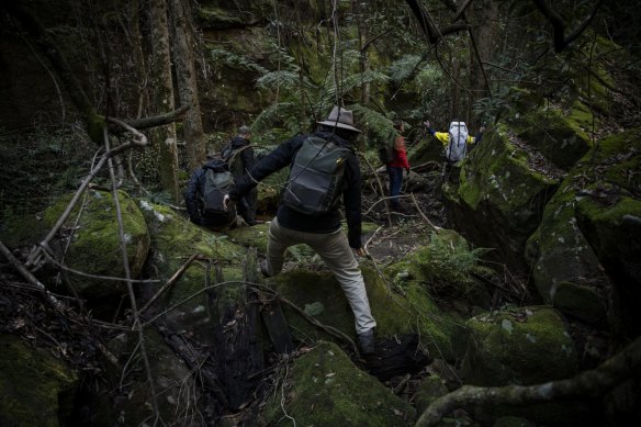 NPWS staff have to traverse difficult terrain to get to the Wollemi pine wild translocation site in the Wollemi National Park.