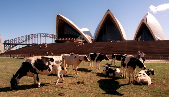 Cows publicised the 1997 Royal Easter Show.