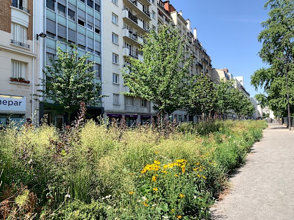 A new street planting in the 20th arrondissement.