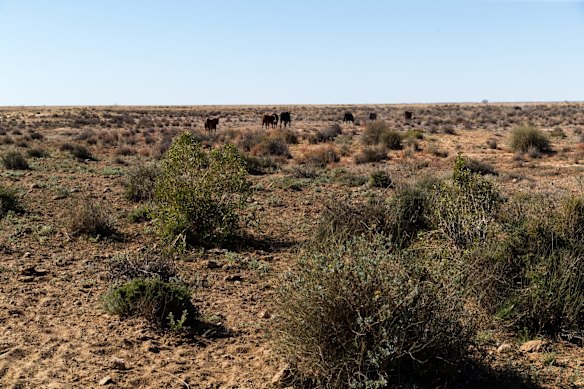 Some cattle still remain on Narriearra Homestead.