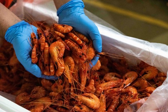 Fresh prawns are a big selling item for Christmas feasts, at the Sydney Fish Market.