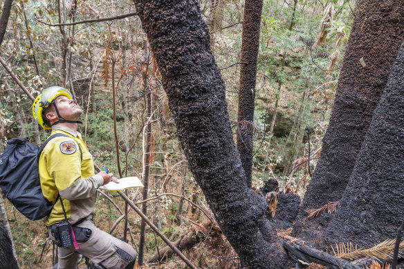 Berin Mackenzie visiting one of the wild sites affected by the 2019-20 bushfires.
