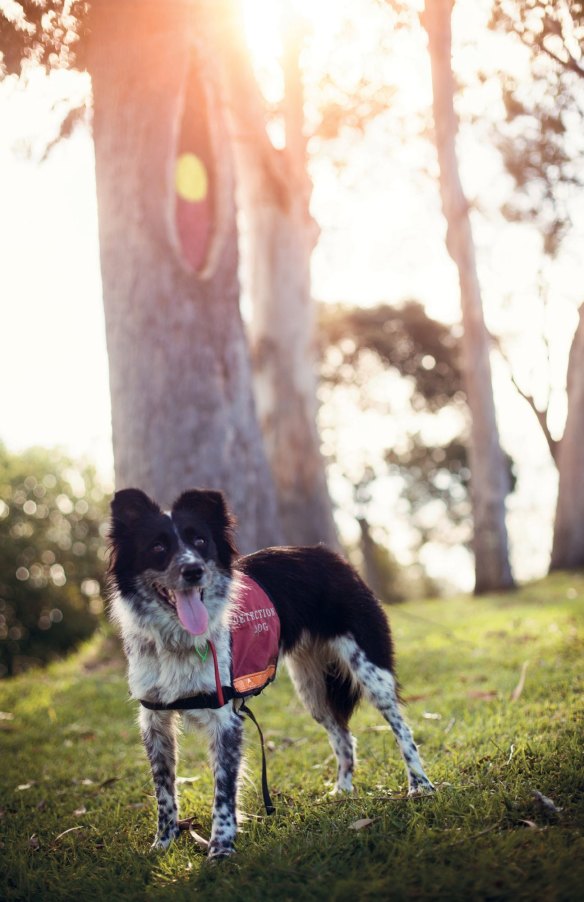 Rescue dog Maya got a second chance at life with owner Romane Cristescu, who trained her to detect koalas. 