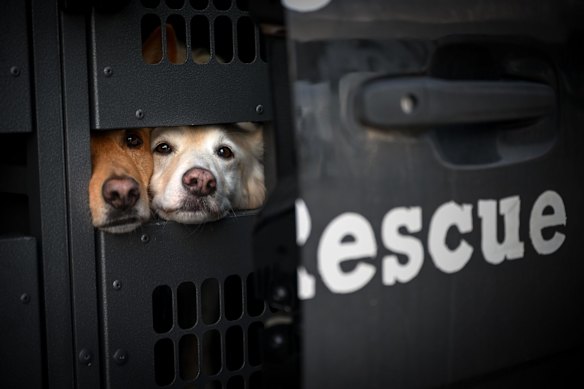 Two of the dogs that have been saved by a network of volunteers who rescue stray cats and dogs in northern Victoria and southern NSW and then bring them to Melbourne for adoption. The process is called the North West Run, and organisers say it saves more than 3500 animal lives a year.