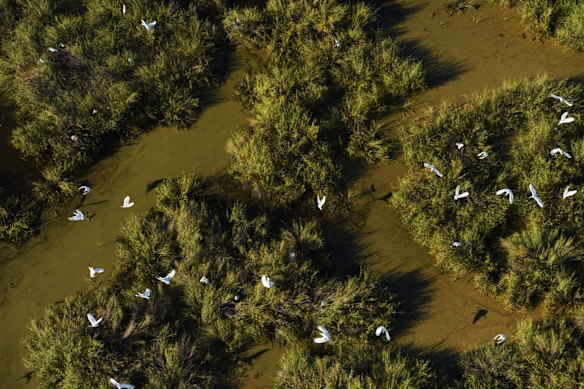 A Spoonbill colony in the Macquarie Marshes.