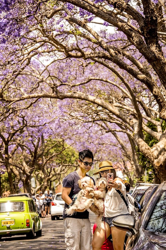 Tourists and locals flock to see jacaranda trees in McDougall Street, Kirribilli.
