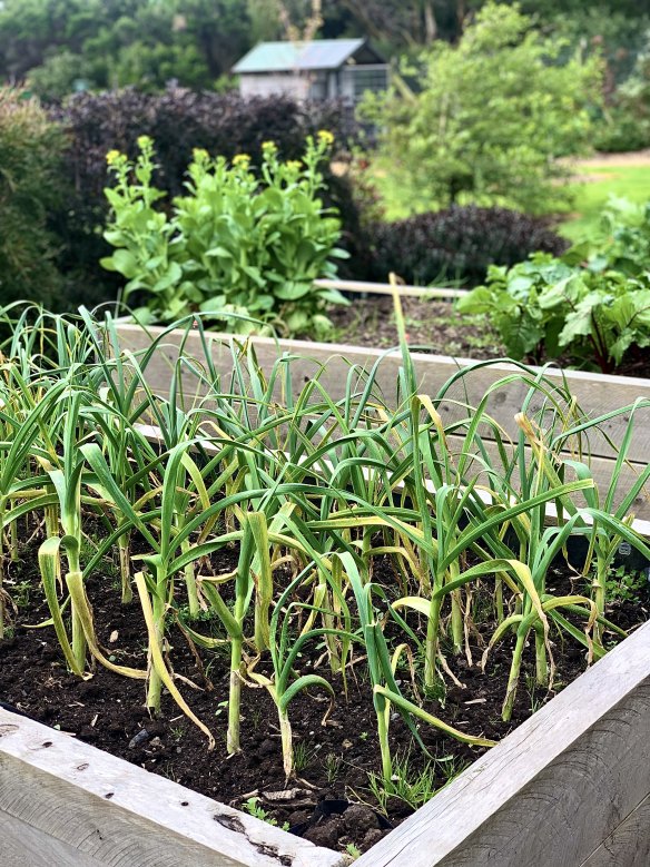 Sue’s Garden in Inverloch is one of many spaces incorporating edibles and will be open in April.