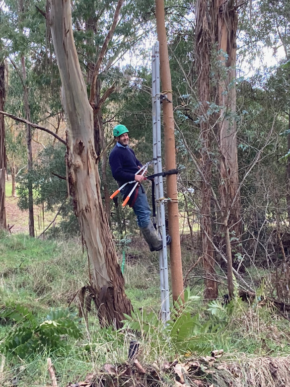 Rowan Reid on the value of cutting down trees