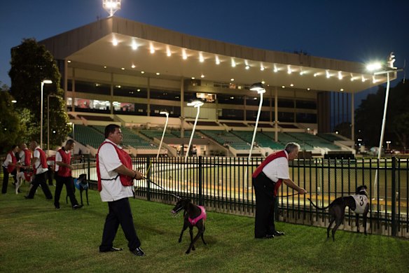 Wednesday night race meeting at Wentworth Park Greyhounds on March 9, 2016, in Sydney, Australia. 
