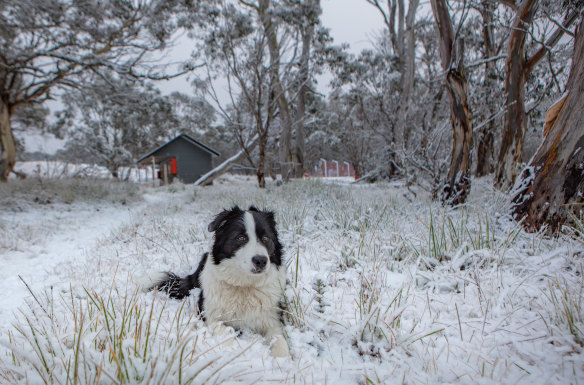 This pup made the most of a dusting of snow at Dinner Plain early Thursday.