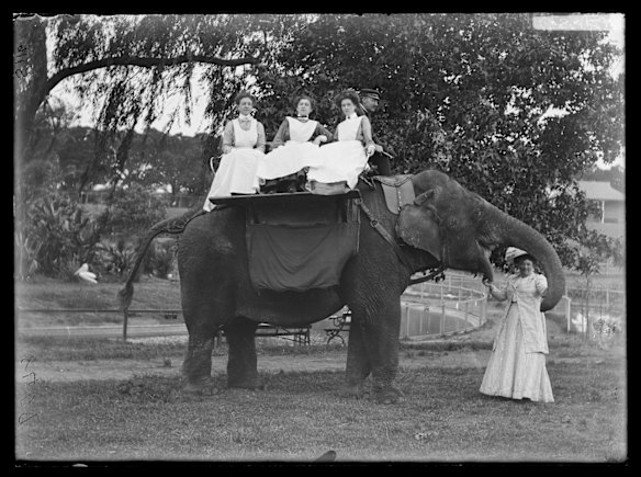 Elephant ride on Jessie at Moore Park Zoological Gardens, date unknown. 