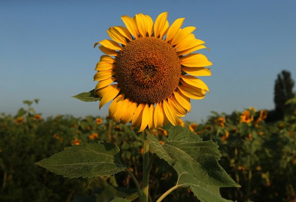 One of the sunflowers picked by Sydney Morning Herald chief correspondent Paul McGeough for the families and friends of victims who died in the shooting down of flight MH17 at the crash site on the outskirts of the village of Rassyypnoye.