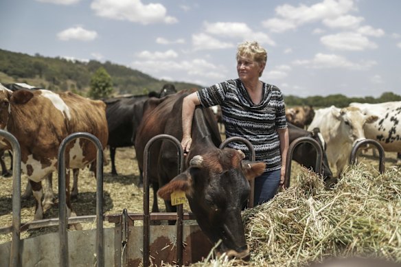 Goolmanger dairy farmer Leigh Shearman with cattle feeding on fodder trucked in.