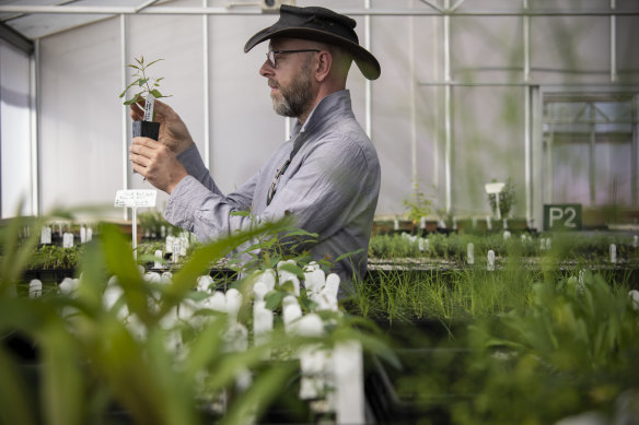 Ecologist Steve Douglas with one of the  seedlings bred for replanting in the wild at the Australian Botanic Garden at Mount Annan.