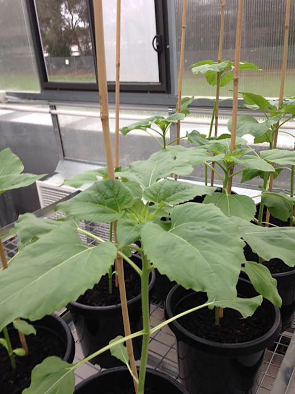 The sunflower plants grown from the seeds of the harvested sunflowers collected from the MH17 cockpit crash site.