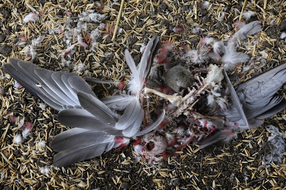 Mice eat through anything including grain, fallen galahs , hay end the electrics of machinery. Masses of dead mice are found around the silos and throughout the grain and hay storage sheds due to poisoning. 