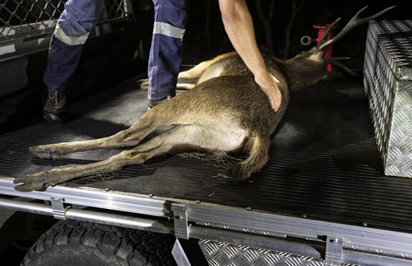 Officers load the Rusa stag onto the ute.