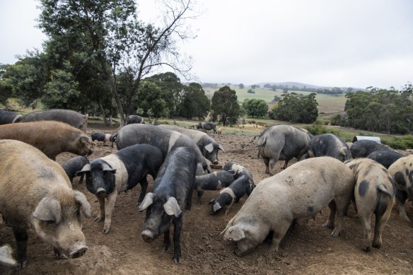 Wessex Saddleback and Tokyo X Pigs at the Tathra Place Free Range family-run farm.