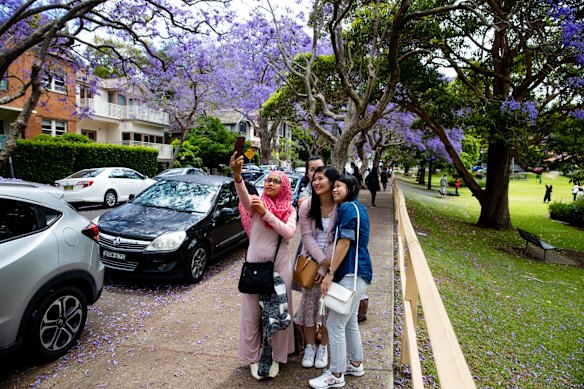McDougall Street, Kirribilli - tourists have been replaced by brides and foreign students taking photos under the blooming jacaranda trees.