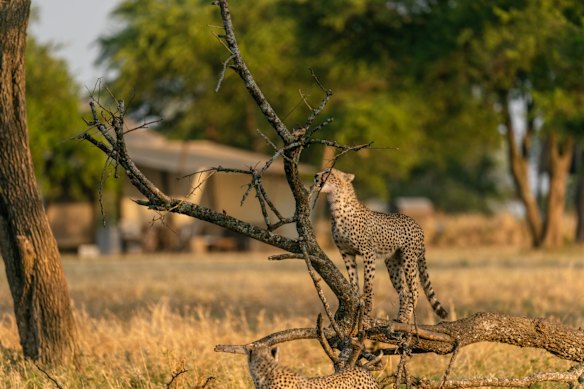 Singita Sabora Tented Camp, Serengeti, Tanzania. 