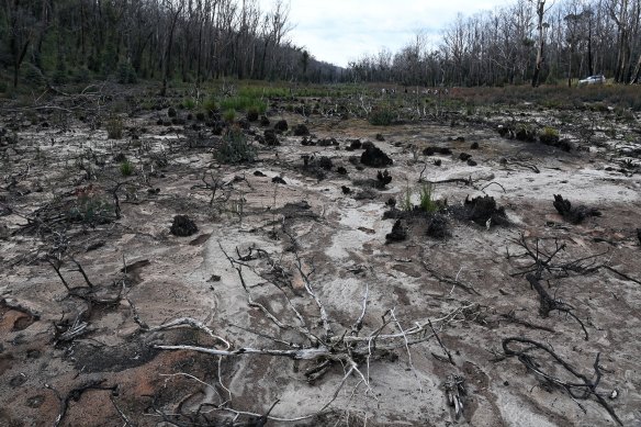Conservation groups worry that plans for more coal mining in the area could lead to further destruction of endangered shrub swamps, such as at Carne West.