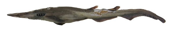 A deepwater catshark discovered in Papua New Guinea is one of 212 new species named and described by the CSIRO in the past year.