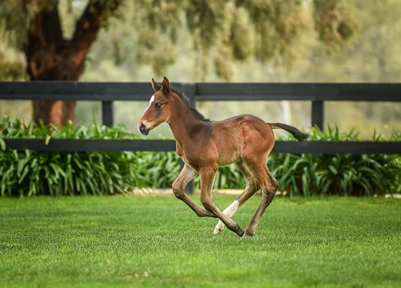 The six day old colt.