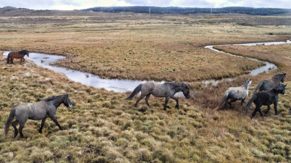 Feral horses damaging the waterways along the Eucumbene River north of Kiandra. This photo was taken in July 2020.