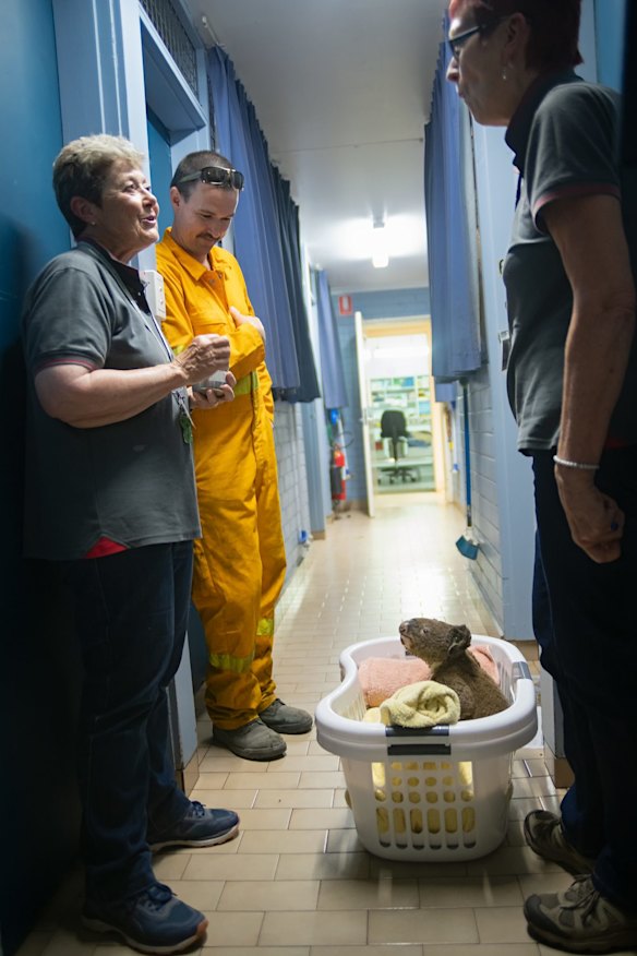 The koala hospital estimates that more than 350 local koalas will have died in the recent bushfires.