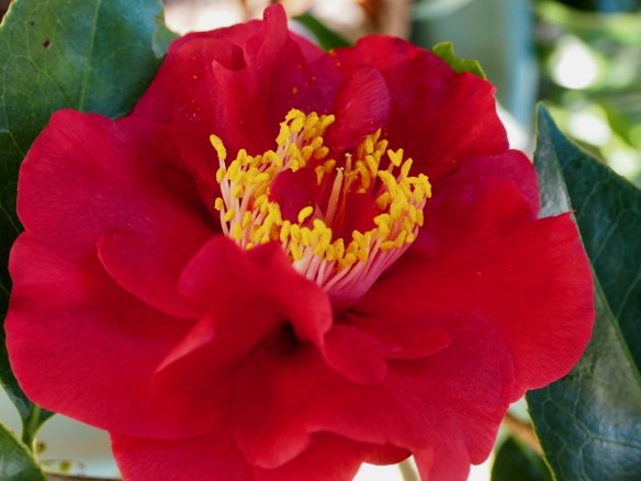 Camellia japonica ‘Bob Hope’.
