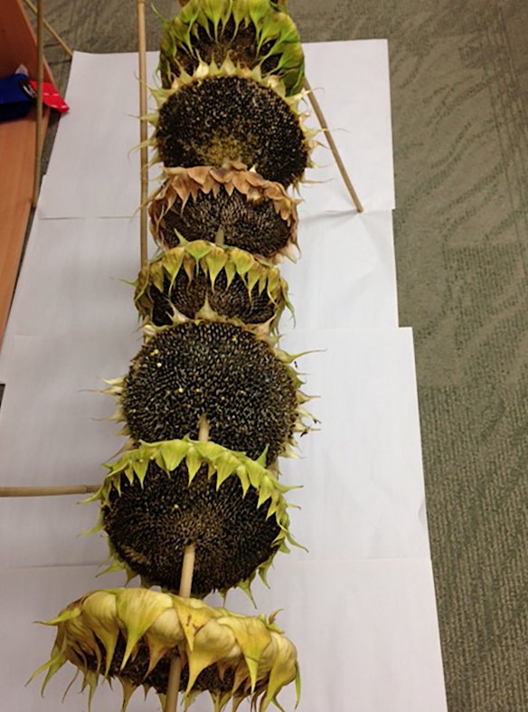 The MH17 second generation sunflower heads drying ahead of being harvested at the quarantine station in Australia by the Department of Agriculture. 