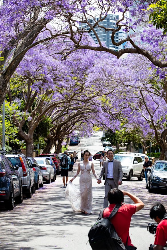 McDougall Street, Kirribilli - tourists have been replaced by brides and foreign students taking photos under the blooming jacaranda trees.