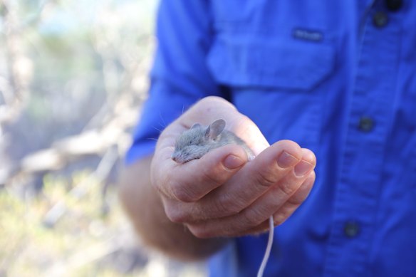 Trapped, to be released: a juvenile spinifex hopping mouse. The babies are more docile, says ecologist Ben Parkhurst. 