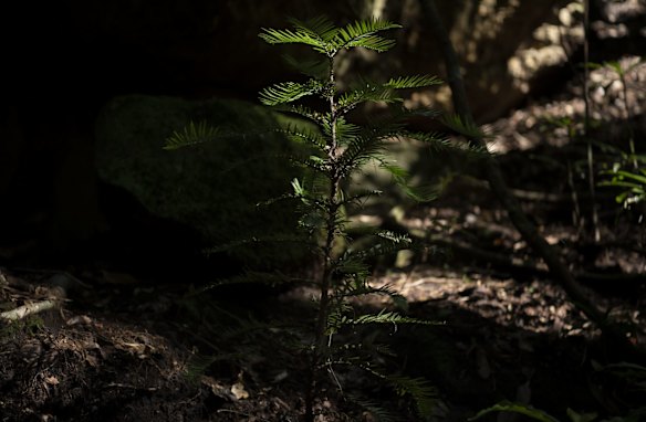 A young Wollemi pine growing in a wild translocation site in a canyon in the Wollemi Wilderness Area. 