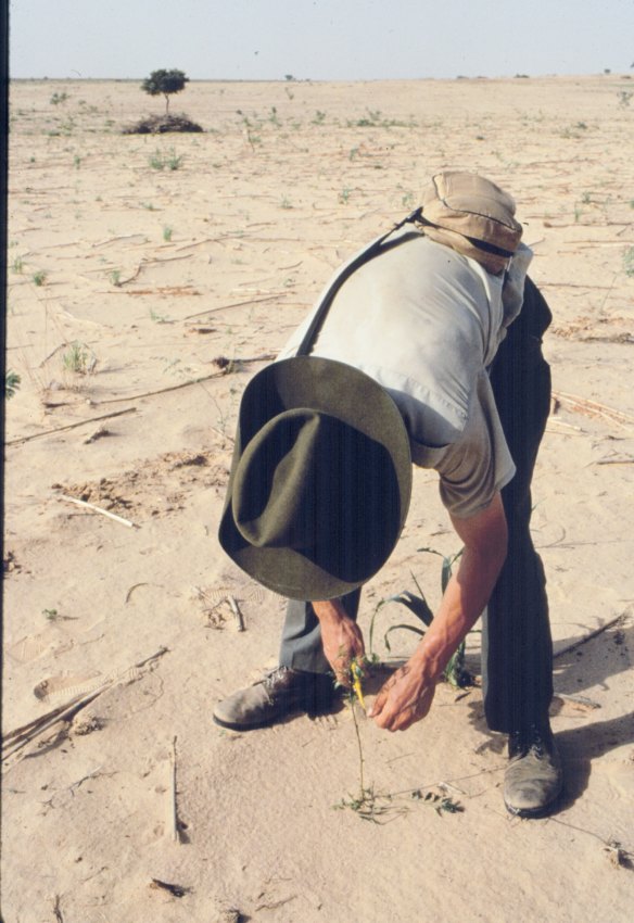 Tony Rinaudo in Niger, where shrubs show underground life.