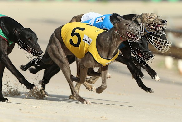 A Greyhound race meeting at Richmond on March 9, 2016 in Sydney, Australia. 