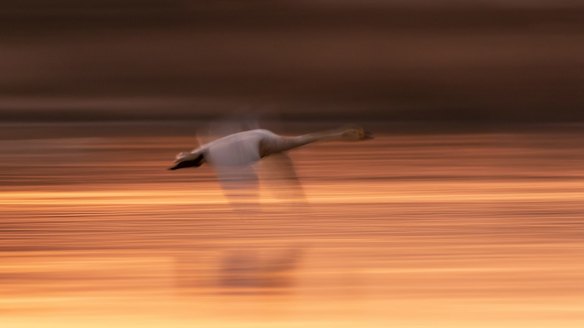 A swan is landing on the water at Wuxing farm in the eastern China's Jiangxi Province.