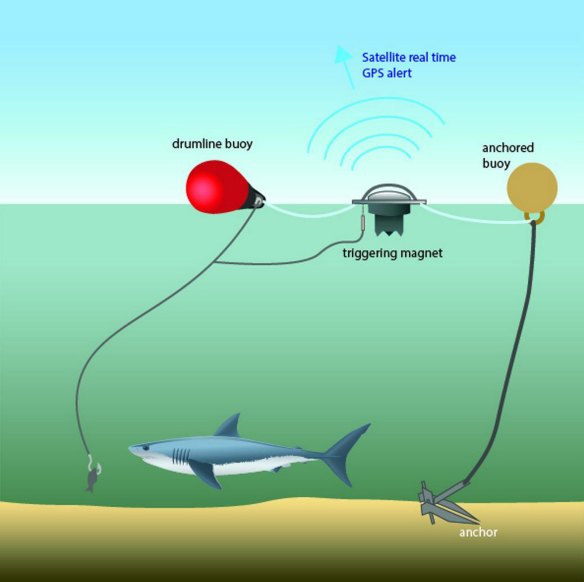 Drum lines are a key feature of NSW's shark bite mitigation measures.